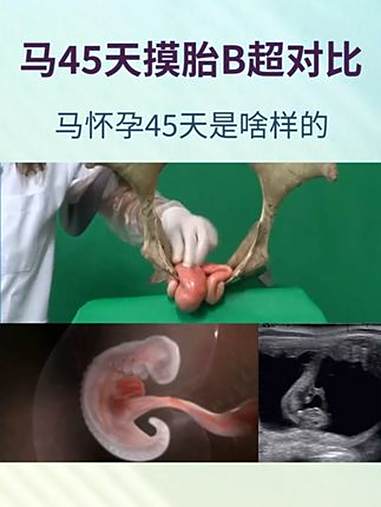 马怀孕45天作用直肠和触诊检测区别 马测孕 马怀孕 养马技术 养马人 马兽医
