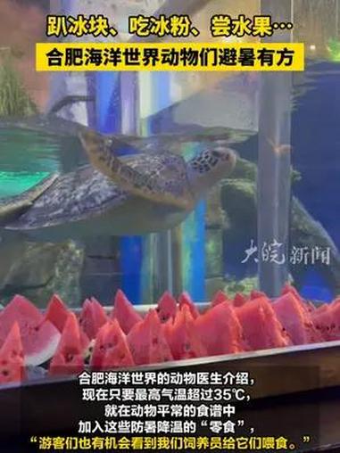 趴冰块、吃冰粉、尝水果……合肥海洋世界动物们避暑有方 大皖新闻讯 今年入伏以来,“高温君”