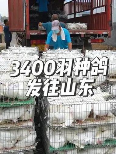 3400羽种鸽精心挑选,装车发往山东 肉鸽养殖 农村创业养殖 高产种鸽 养鸽子 适合全国各