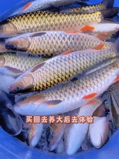 光倒刺鲃苗又叫军鱼苗,黄娟鱼苗,宽鱼,光鱼等多种叫法。军鱼肉厚味美。军鱼苗养殖基地 军鱼 