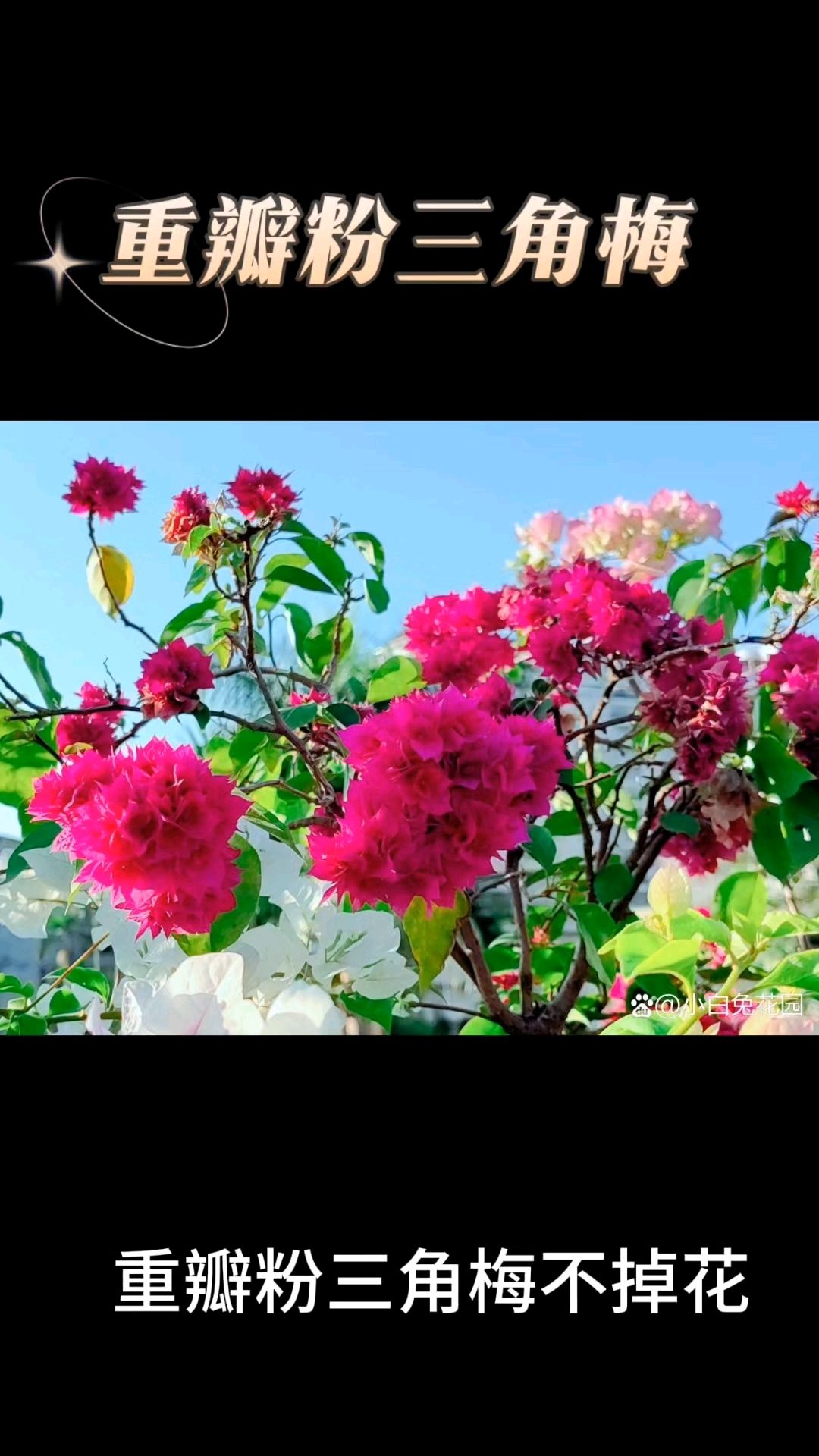 重瓣粉三角梅不掉花,既是优点也是缺点!