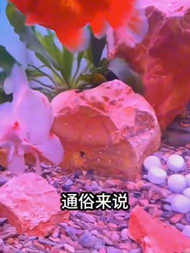 鱼缸 水族盐 养鱼