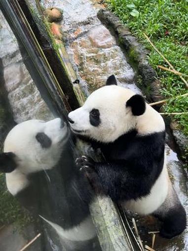 小企鹅自己照镜子好可爱哦！大熊猫 可爱 大熊猫舜舜