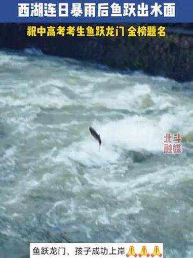 近日,杭州。西湖连日暴雨后鱼跃出水面 祝中高考考生鱼跃龙门 金榜题名