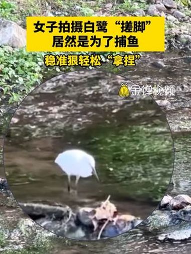 女子拍摄白鹭“搓脚”,居然是为了捕鱼。稳准狠轻松“拿捏” 捕鱼 白鹭 猎杀时刻