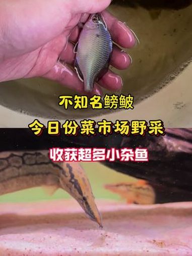 菜市场野采收获不知名鳑鲏和超多小杂鱼 养鱼日记 原生鱼