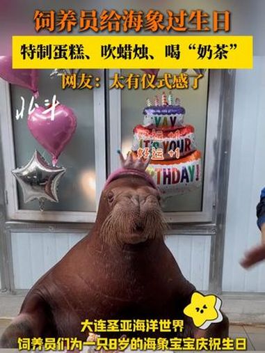 饲养员为8岁海象宝宝庆生 特制蛋糕、吹蜡烛、喝“奶茶” 饲养员日常 饲养员和小神兽 过生日