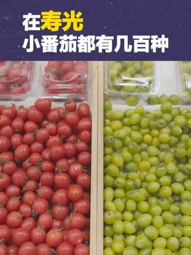 在寿光,小番茄都有几百种 寿光寿光