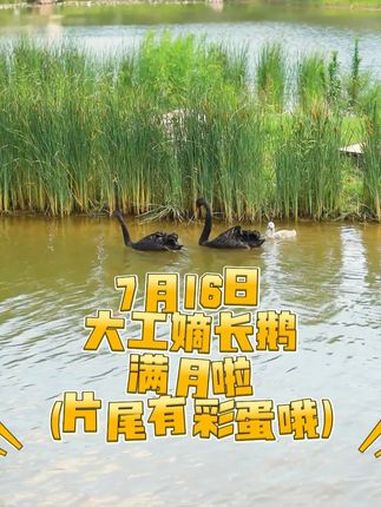 7月16日,大工嫡长鹅满月啦!还有惊喜!天鹅妈妈又产下一颗蛋,正在孵化!期待好消息(视频作