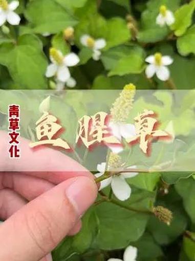 鱼腥草开的花居然这么好看!鱼腥草 潮汕青草 潮汕青草文化 植物科普 大自然的馈赠