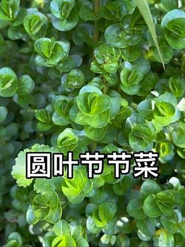 水田常见植物——圆叶节节菜,是能吃的野菜也是全株可入药的本草。大自然的馈赠 儿时味道 野菜