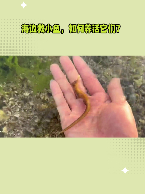 如何养活抓到的小鱼?海边教你如何做!