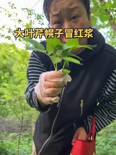 有姐妹私信我,让我出几期辨认大叶芹的视频,必须安排 #野菜 #享受挖野菜的乐趣