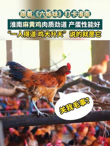 跟着《六姊妹》打卡淮南!淮南麻黄鸡肉质劲道、产蛋性能好。跟着六姊妹游淮南 六姊妹 六姊妹淮