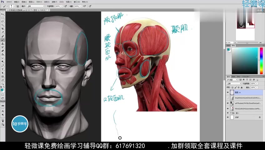 初学者画人体头部肌肉的步骤|怎么画人体结构|