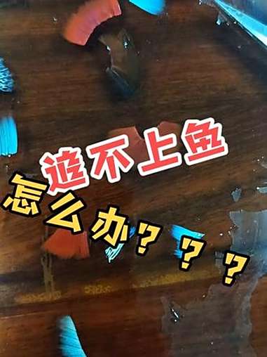 一个视频教你怎么让母鱼快速生娃