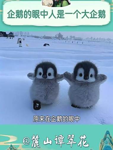 原来在企鹅的眼中,人就是一个大大的企鹅 企鹅 可爱到爆炸 冷知识 南极