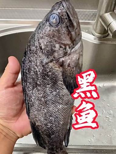 黑鱼，黑头鱼，许氏平鮋。海里的大黑鱼，越大越新鲜越好吃，大黑鱼干净的肠子肚子鱼肝鱼血，个人