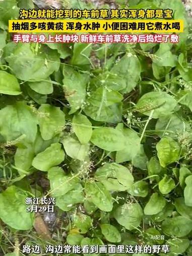 在路边、沟边常能看到一种野草，叶子宽宽大大、像小勺子一样趴在地上，还爱长出一根根直溜溜的穗
