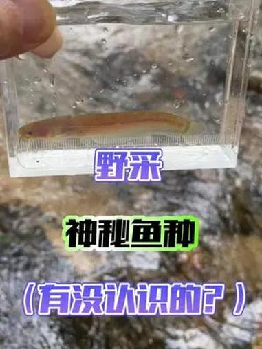 野采遇到神秘鱼种,樱口鳅多到脚都能踩到最后带点虾虎回家!野采原生鱼 樱口鳅 看图识鱼 虾虎