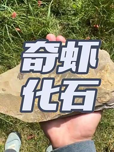 奇虾化石 远古星球 化石 奇虾 古生物 寒武纪