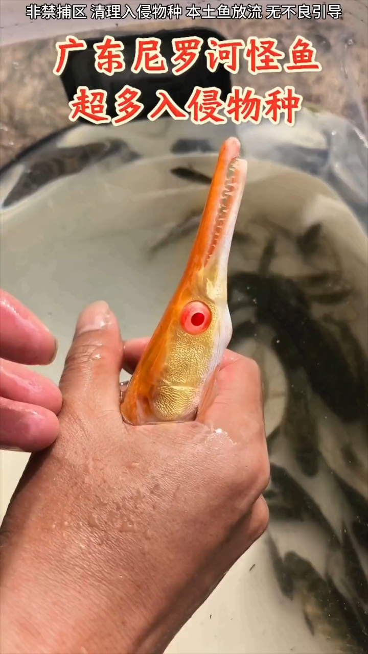 发现很多鳄雀鳝 还有多种观赏鱼在广东尼罗河