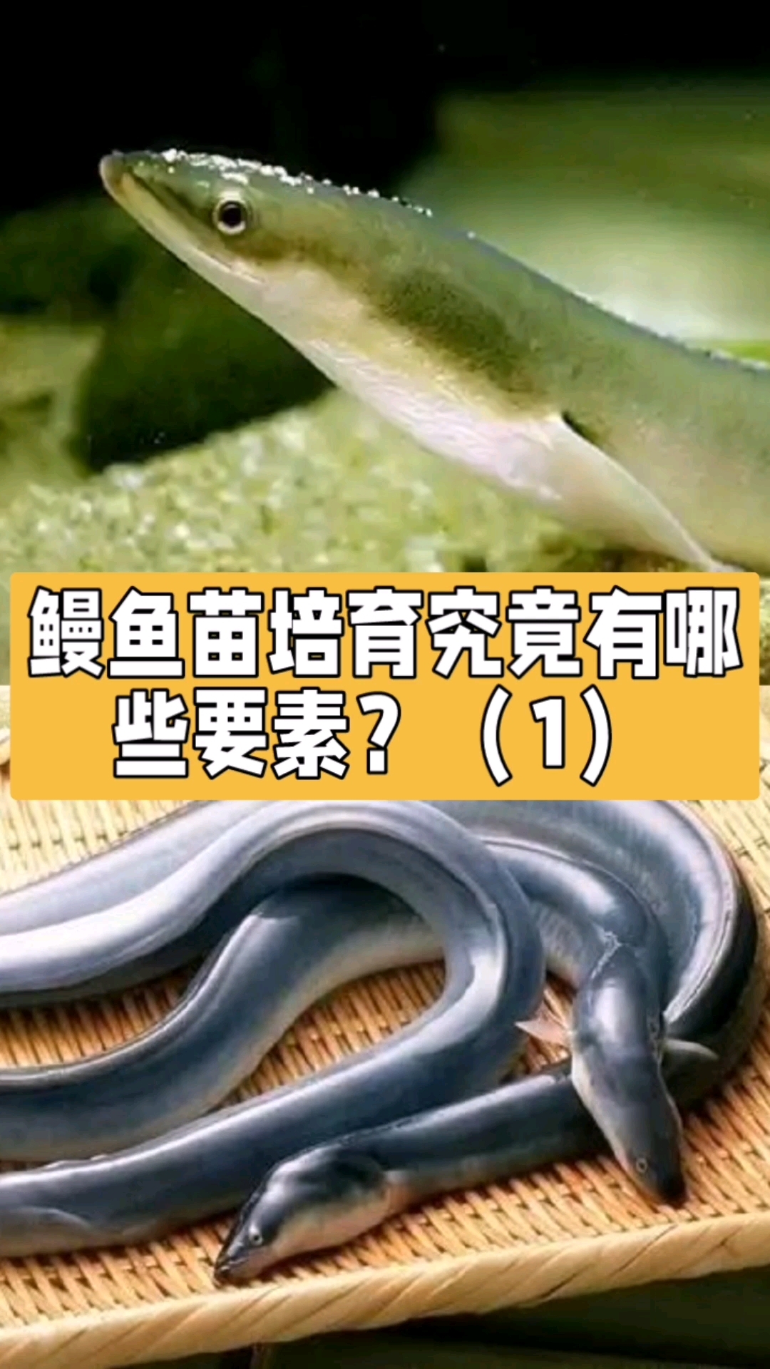 鳗鱼苗培育究竟有哪些要素?