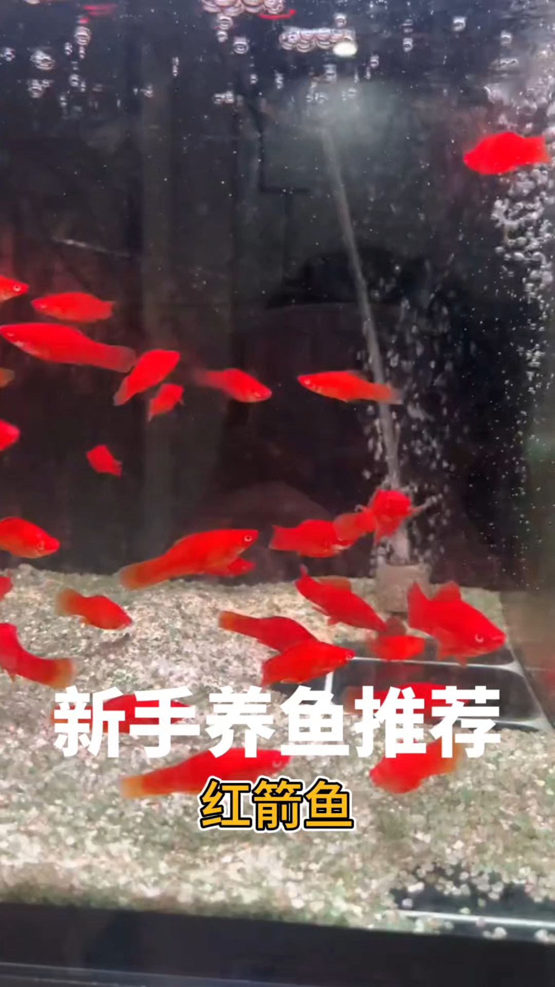 新手养鱼推荐:红箭鱼
