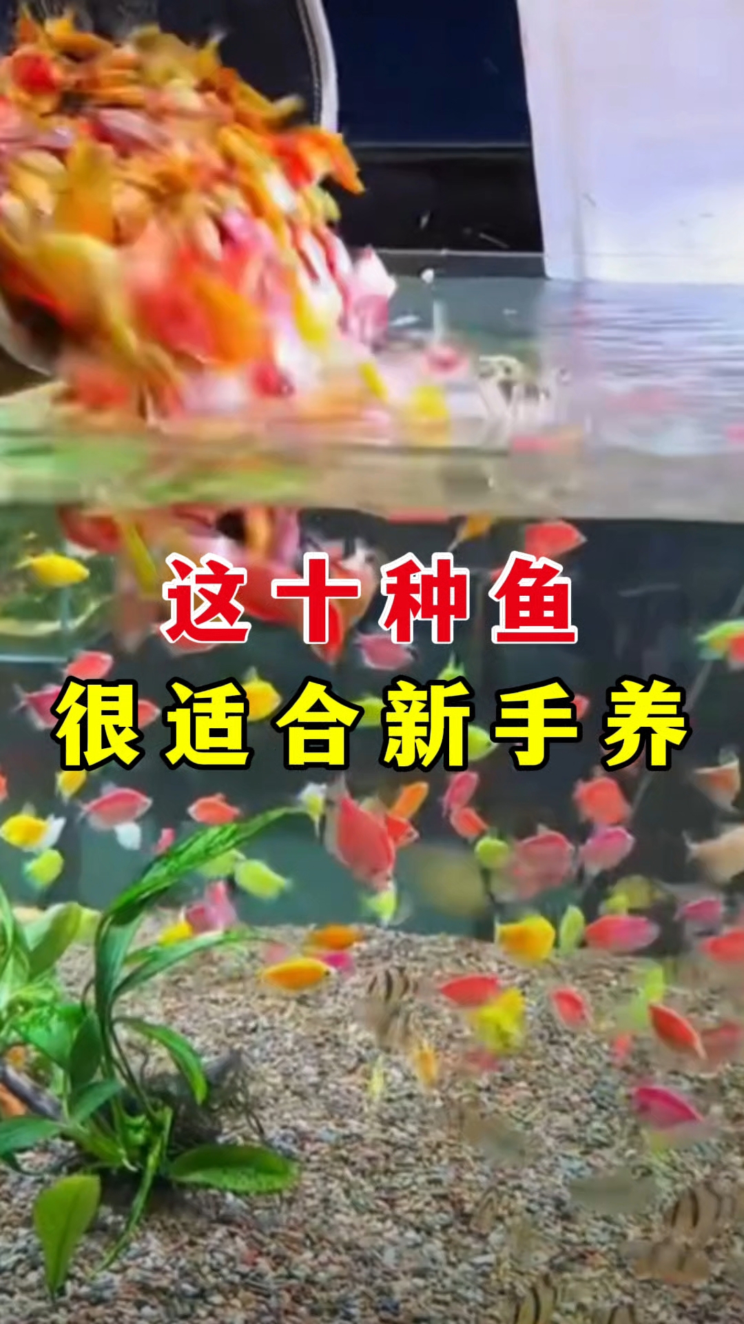 这十种鱼很适合新手养