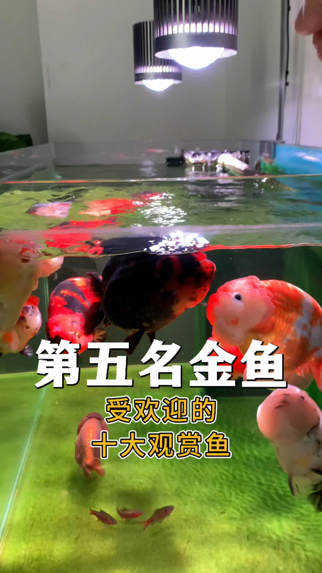 受欢迎的十大观赏鱼 第五名：金鱼