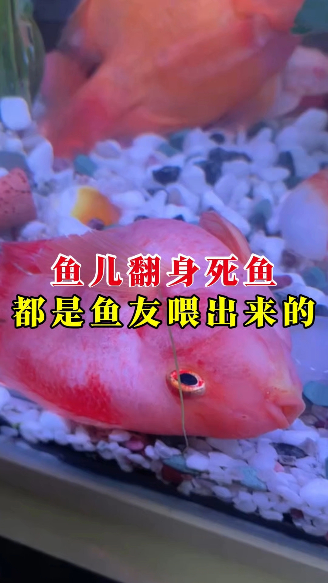 鱼儿翻身死鱼都是鱼友喂出来的