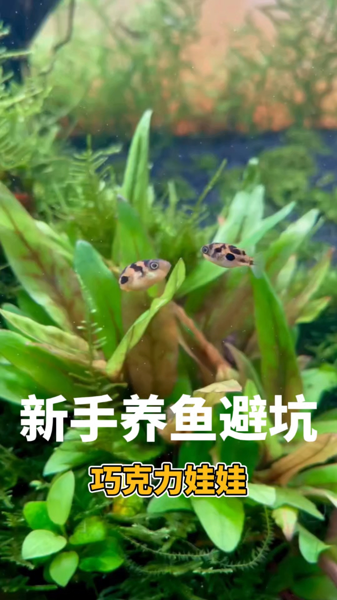 新手养鱼避坑:巧克力娃娃#巧克力娃娃鱼# #水族# #观赏鱼# #养鱼日记# #驱虫#