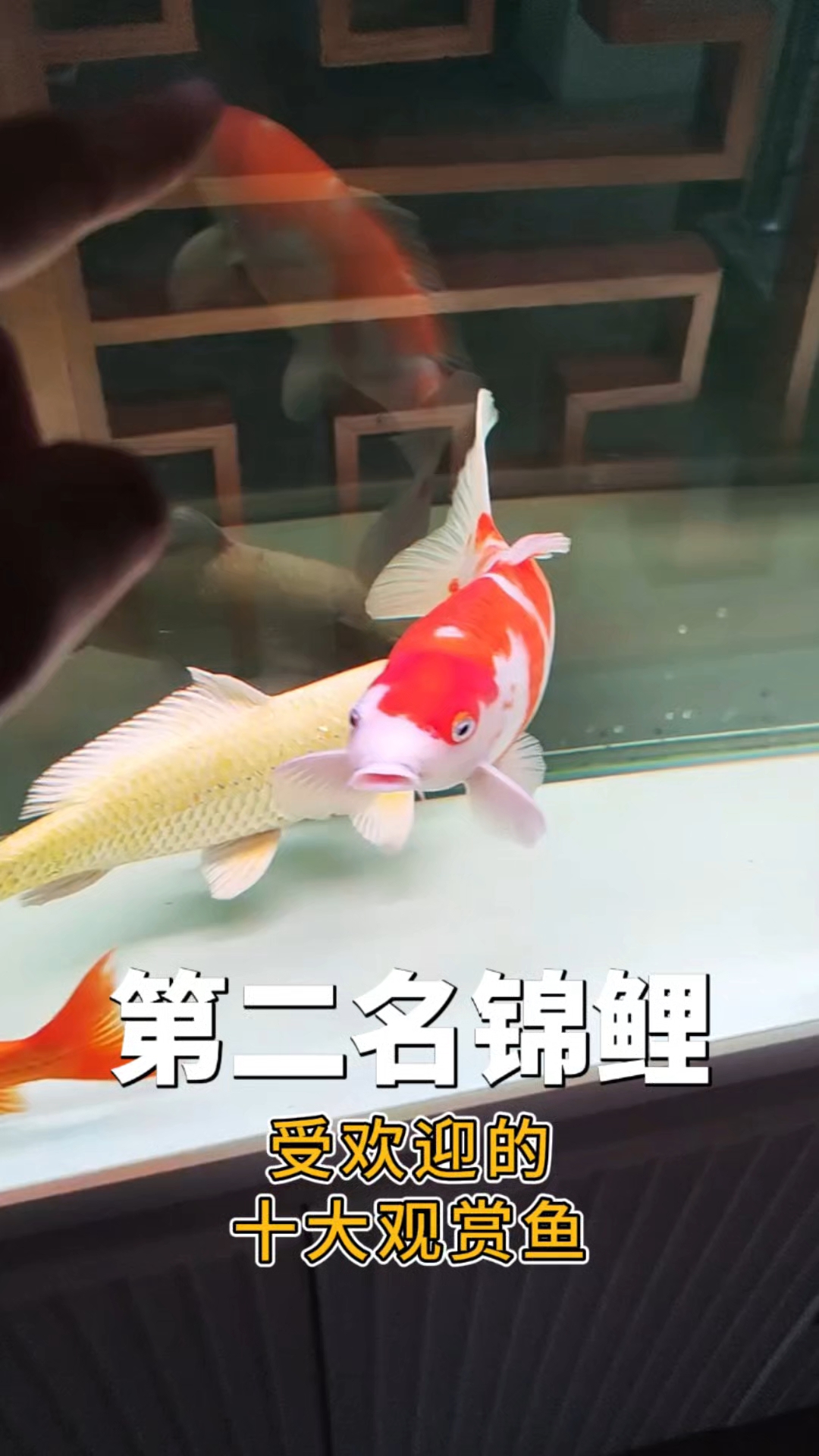 受欢迎的十大观赏鱼 第二名 锦鲤