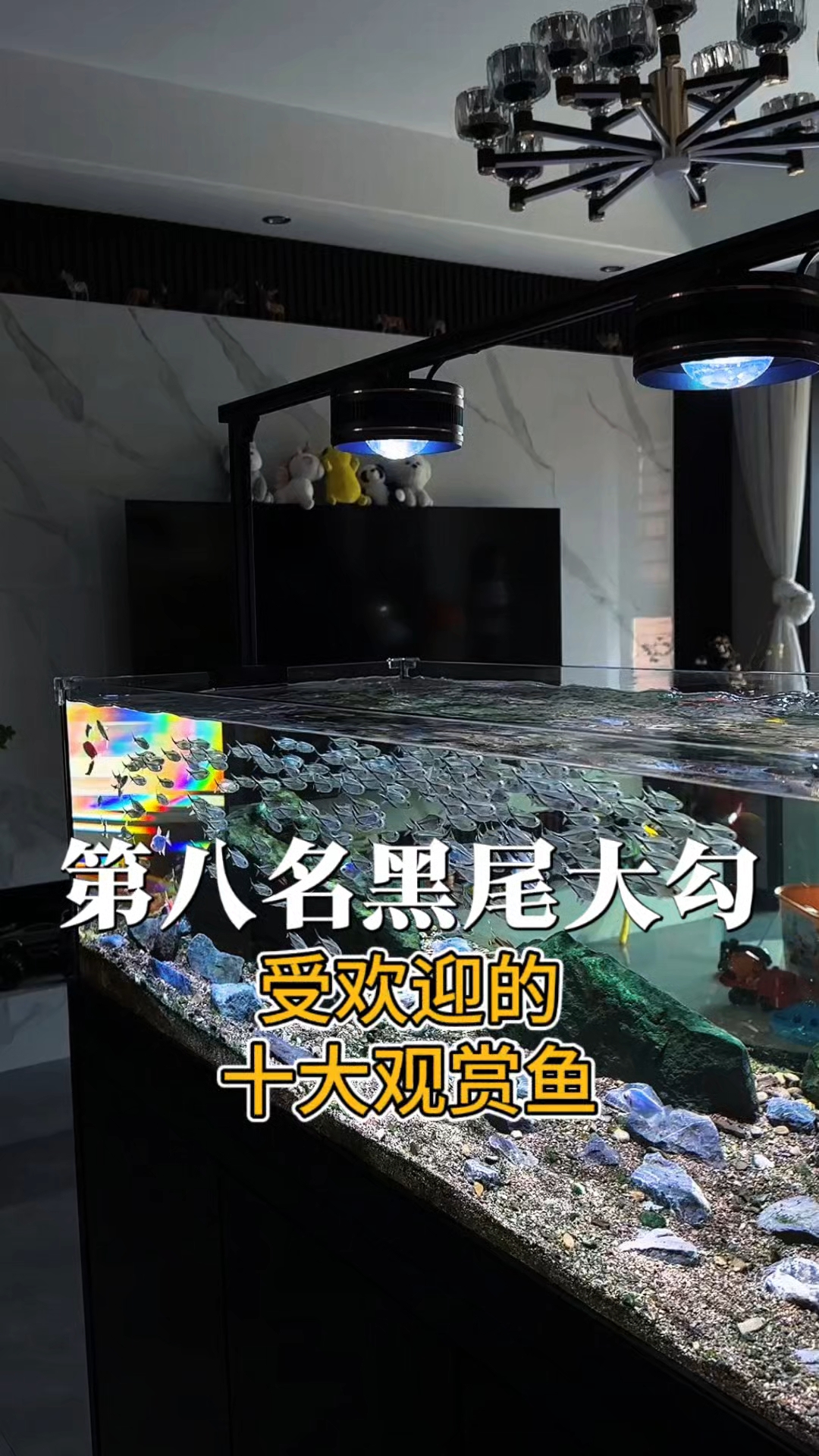 受欢迎的十大观赏鱼 第八名:黑尾大勾