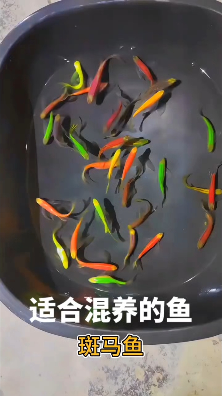 适合混养的鱼 斑马鱼