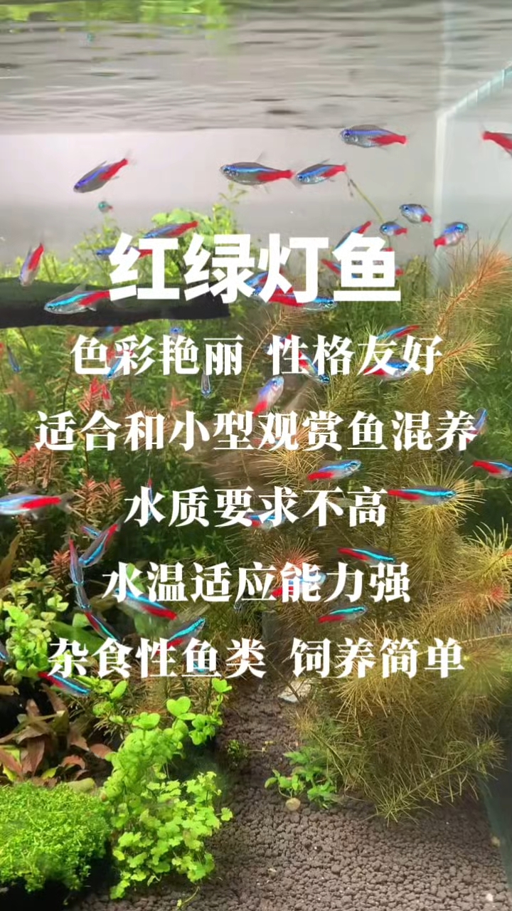 最好养的观赏鱼：红绿灯鱼#红绿灯鱼# #小型鱼推荐# #养鱼# #养鱼人# #观赏鱼#