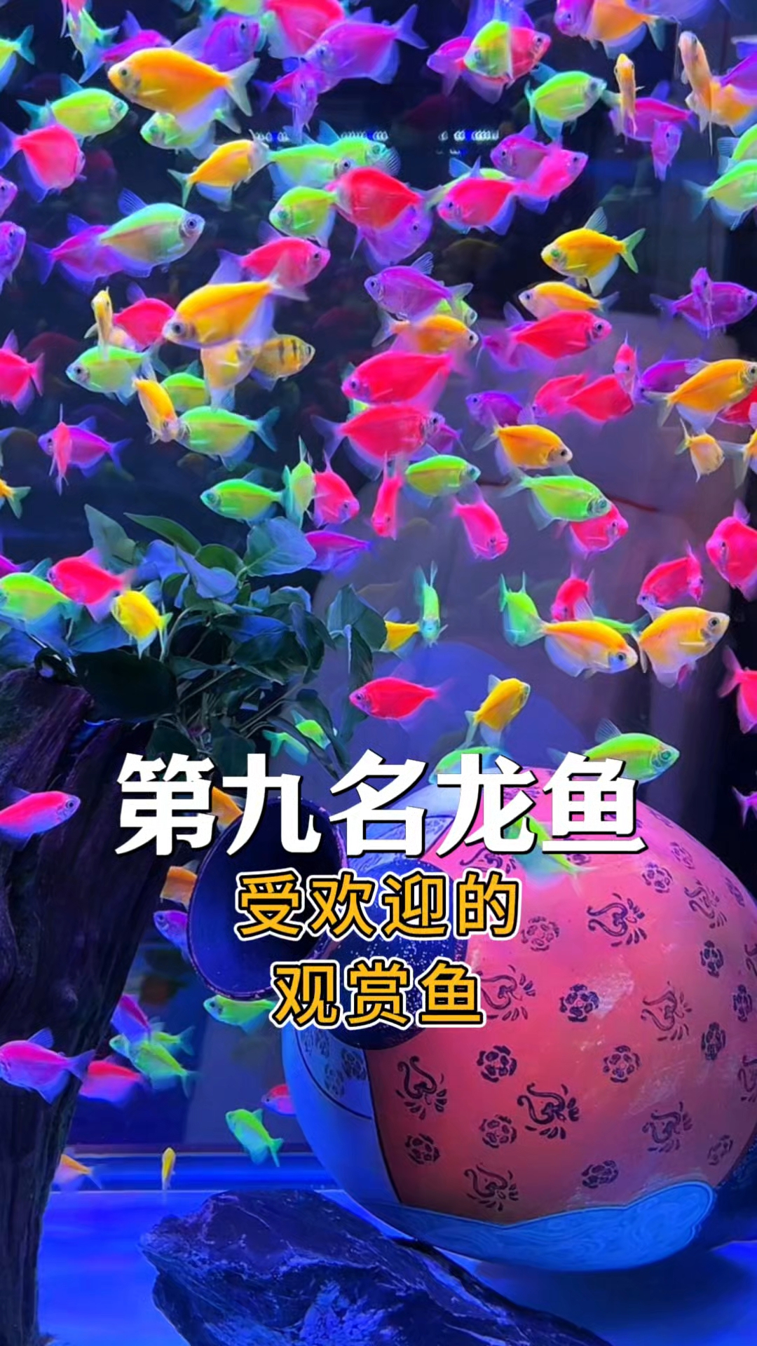受欢迎的十大观赏鱼 第九名:龙鱼