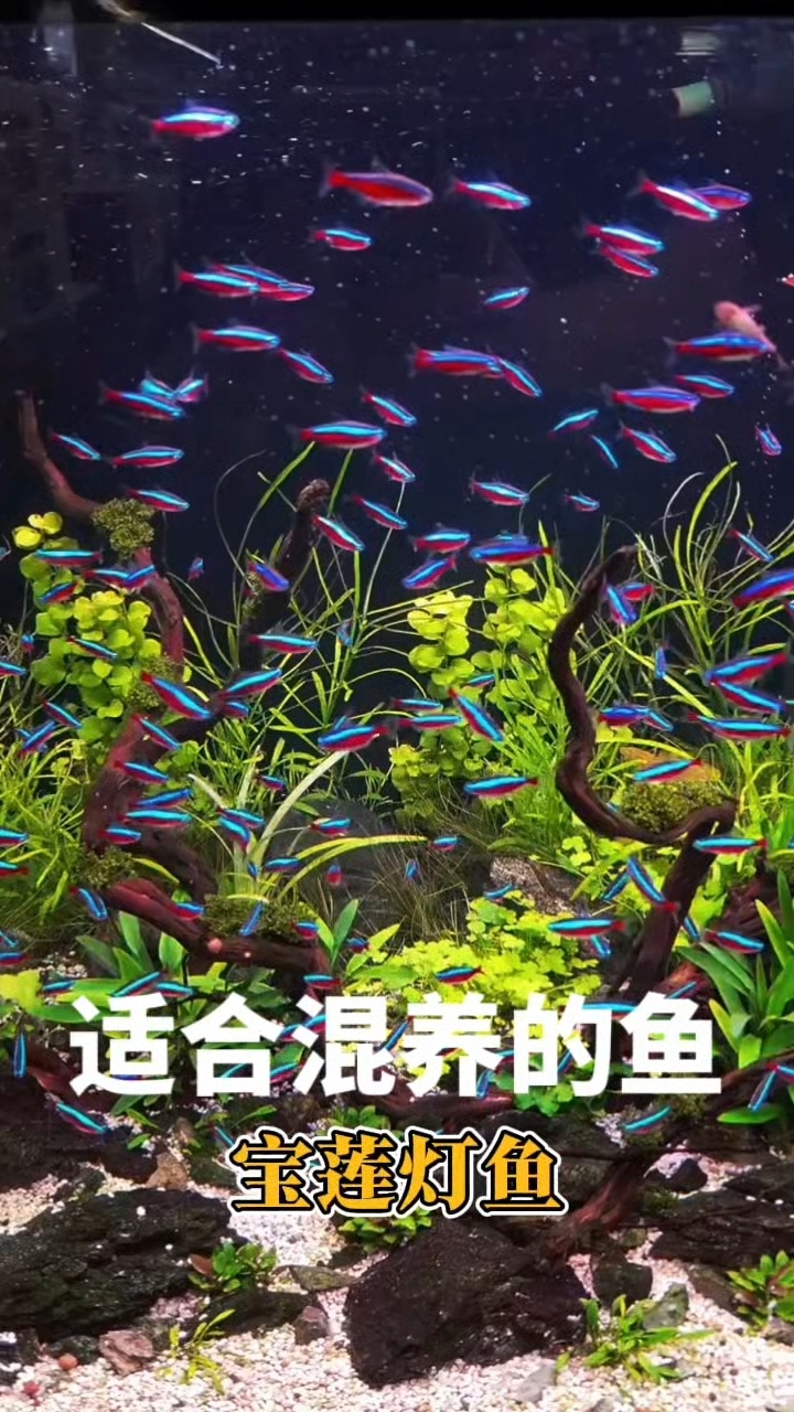 适合混养的鱼:宝莲灯鱼