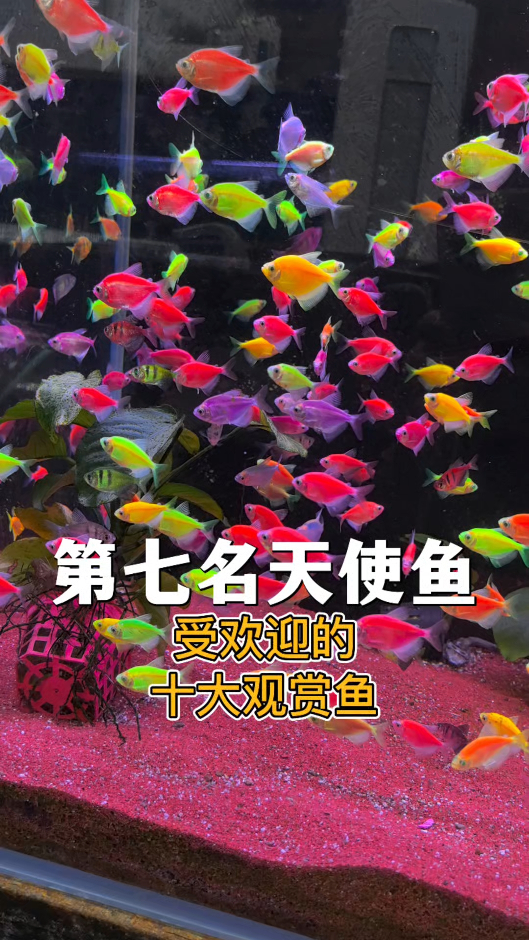 受欢迎的十大观赏鱼 第七名：天使鱼