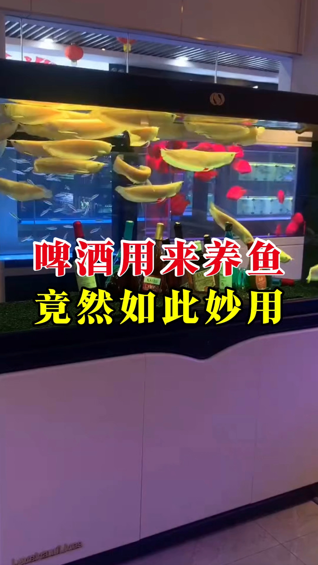啤酒用来养鱼 竟然如此妙用