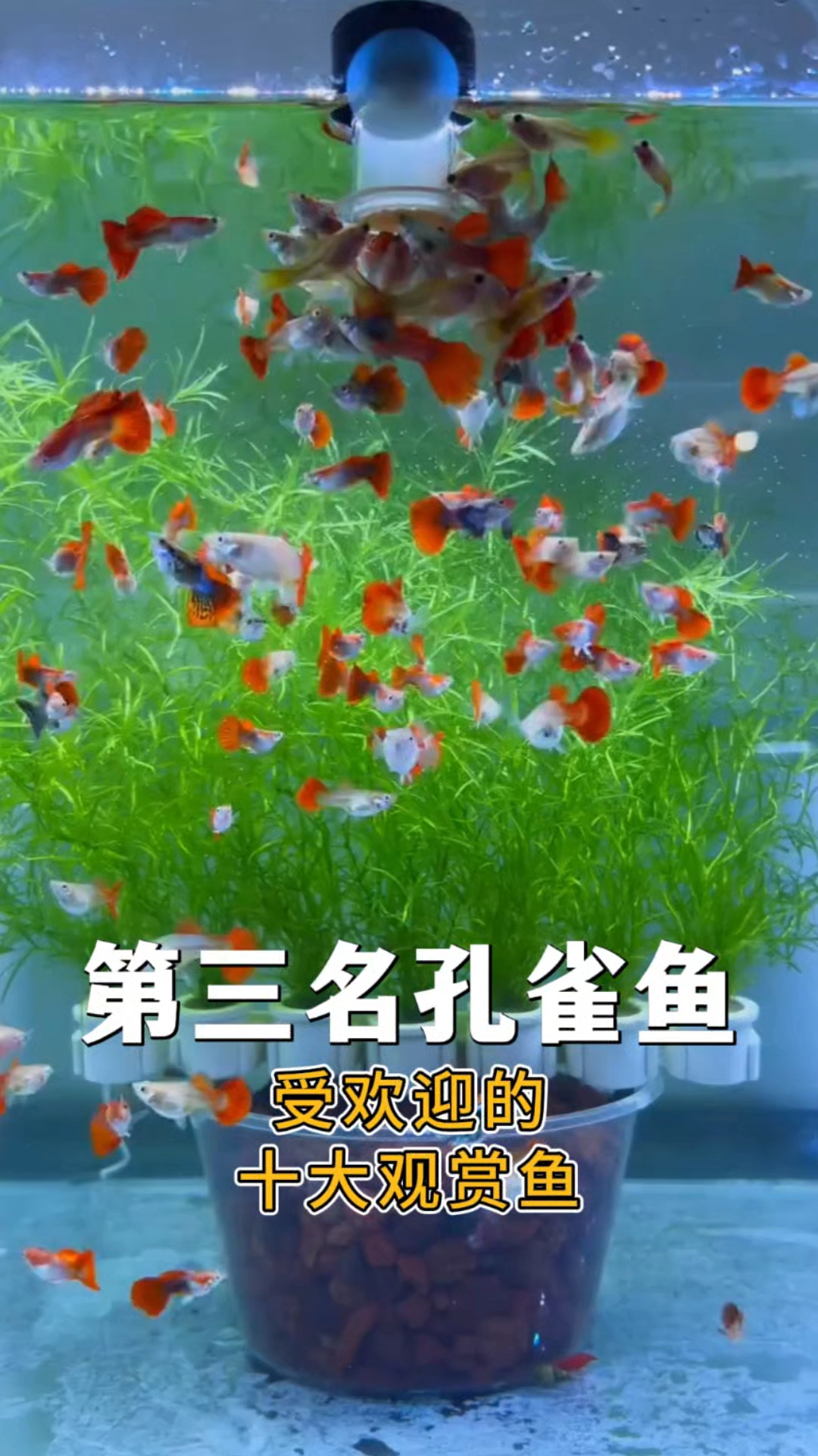 受欢迎的十大观赏鱼 第三名：孔雀鱼