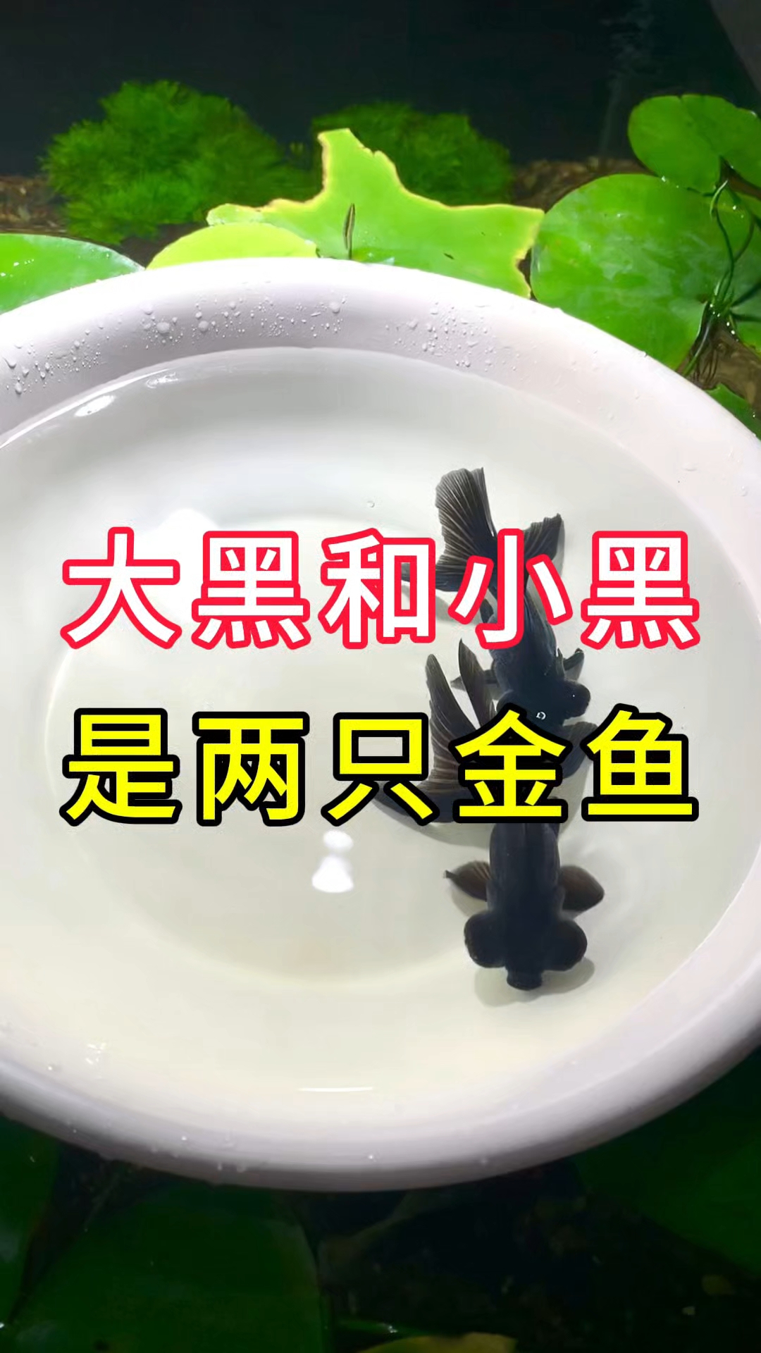 大黑和小黑是两只金鱼