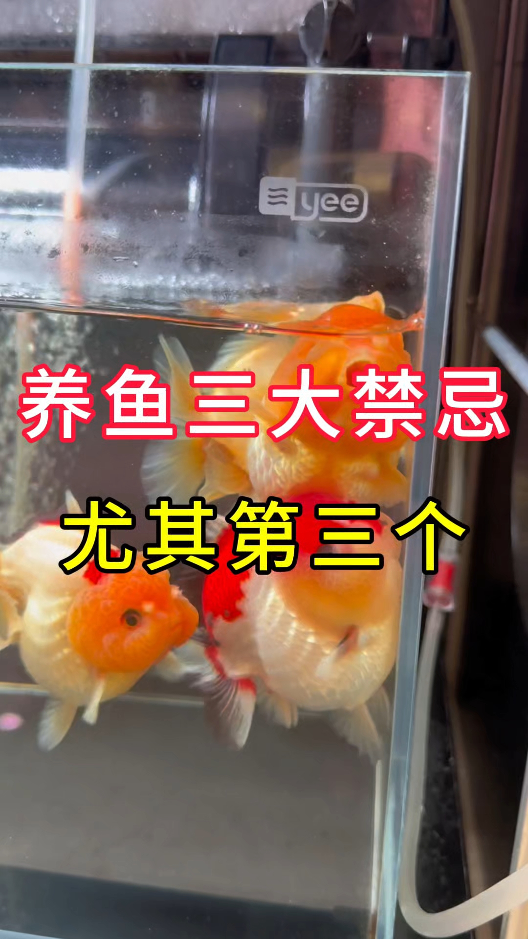 养鱼三大禁忌 尤其第三个