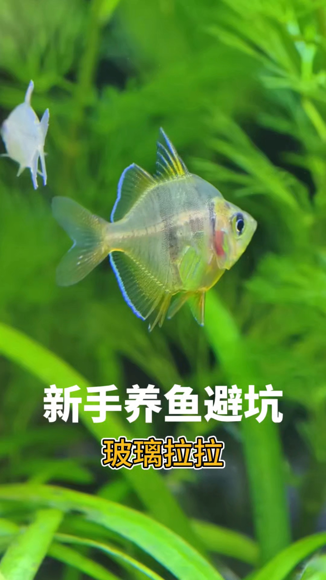 新手养鱼避坑：玻璃拉拉