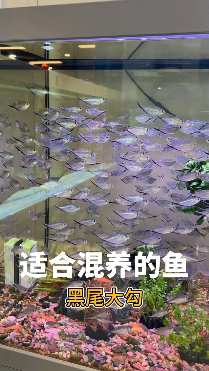 适合混养的鱼：黑尾大勾