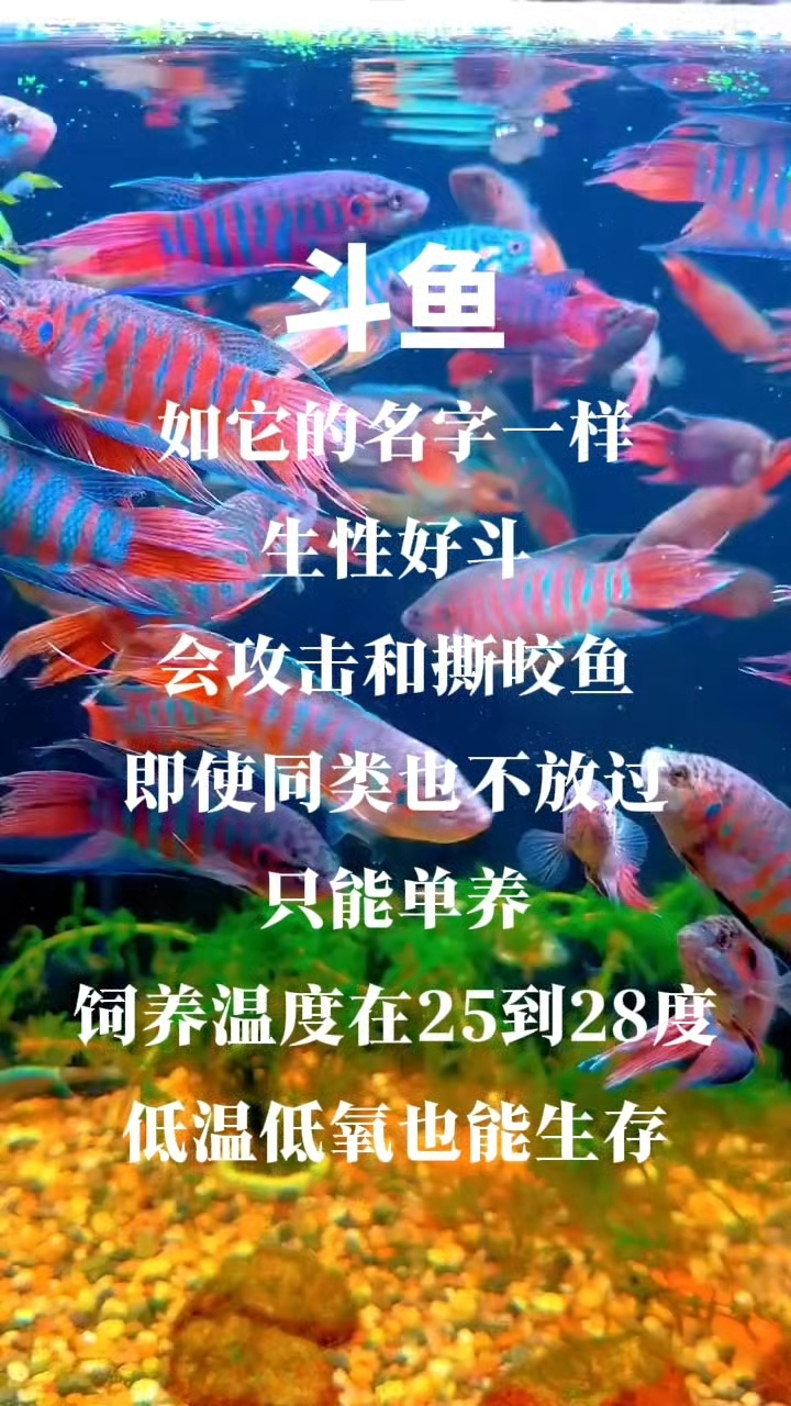 最好养的观赏鱼：斗鱼#斗鱼饲养指南# #水族箱养斗鱼# #热带鱼生存法则# #斗鱼# #养
