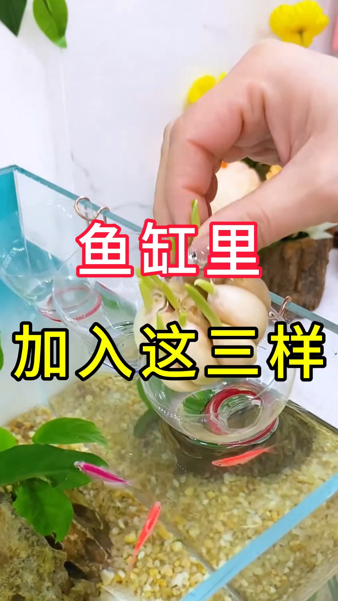 鱼缸里加入这三样