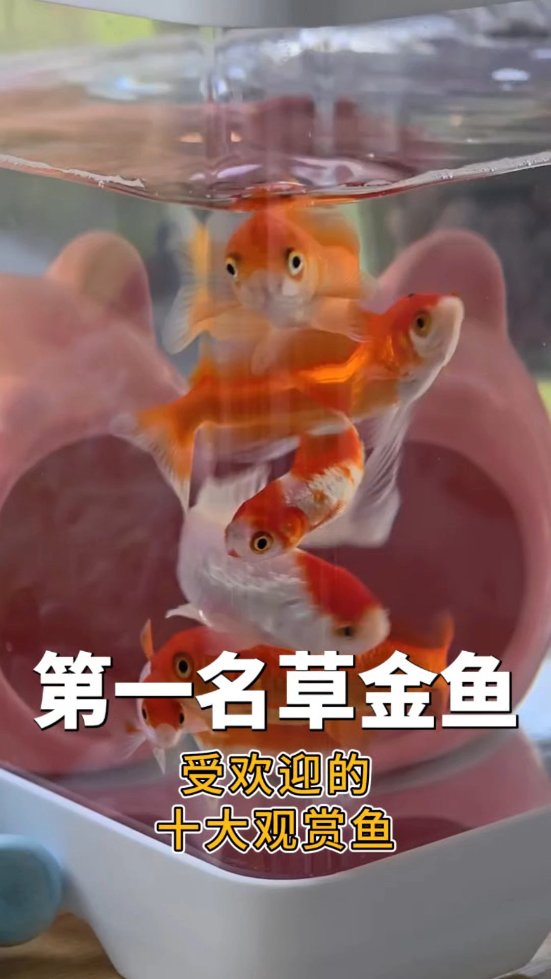 受欢迎的 十大观赏鱼 第一名草金鱼