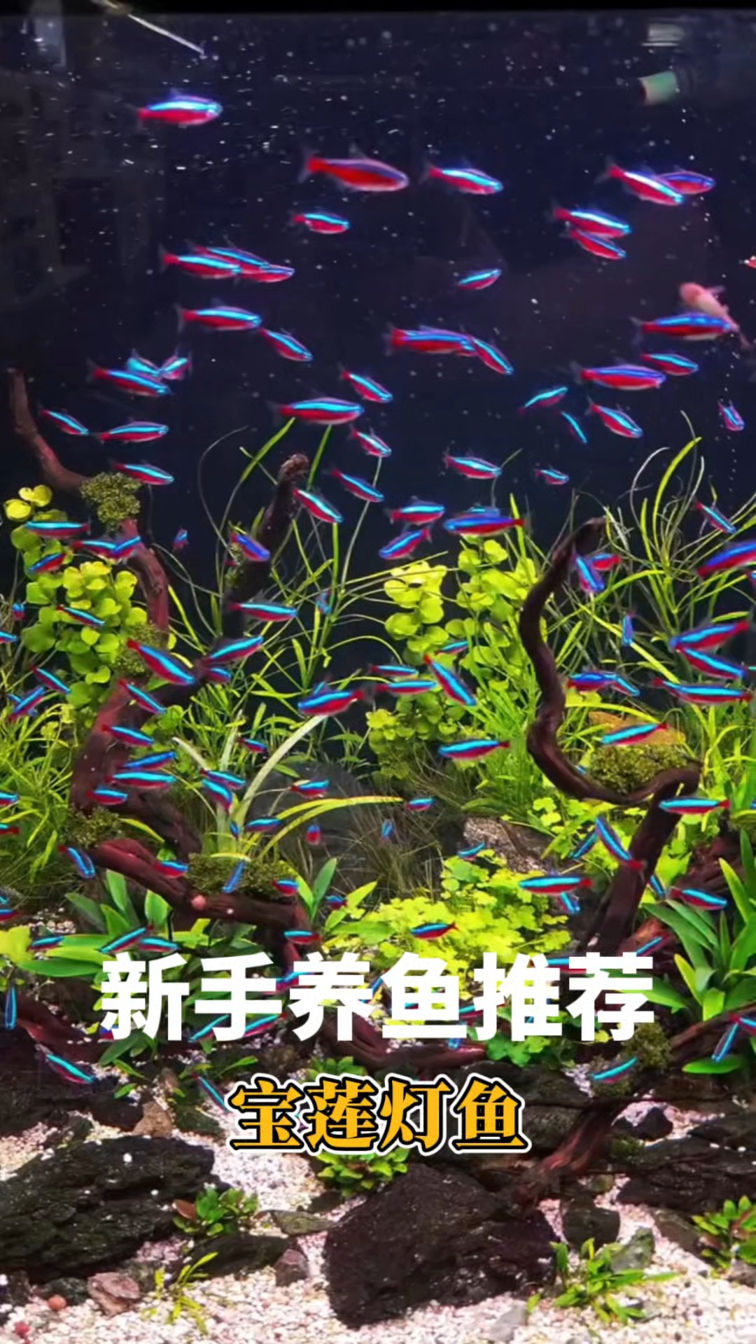 新手养鱼推荐：宝莲灯鱼