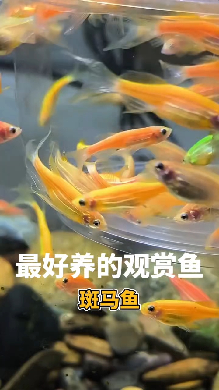 最好养的观赏鱼：斑马鱼#斑马鱼好养# #观赏鱼推荐# #鱼缸小确幸# #水族# #观赏鱼#